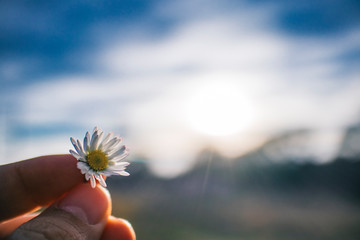 Hanging a tiny white daisy flower in bloom on a blurry landscape background