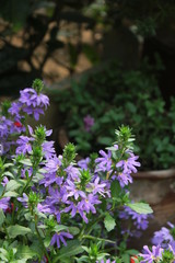 flowers in the garden