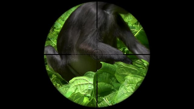 Dusky Leaf Monkey (Trachypithecus obscurus) also known as Spectacled Langur Seen in Gun Rifle Scope. Wildlife Hunting. Poaching Endangered, Vulnerable, and Threatened Animals