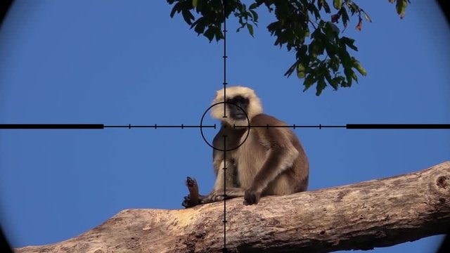 Gray Langur or Hanuman Langur Monkey (Semnopithecus schistaceus) Seen in Gun Rifle Scope. Wildlife Hunting. Poaching Endangered, Vulnerable, and Threatened Animals