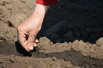 Sowing seeds in soil.