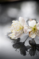 Fototapeta na wymiar 水に浮かぶ桜