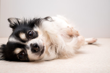 可愛いチワワ © zheng qiang