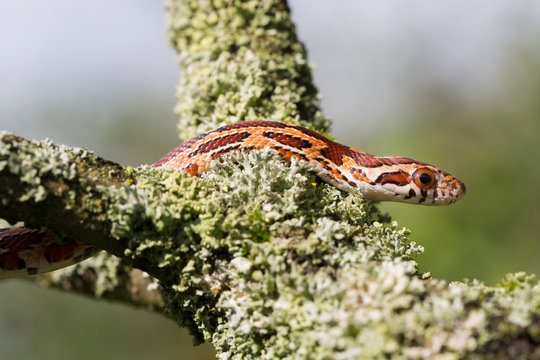 Kopf und Vorderkörper einer jungen kletternden Kornnatter in der Seitenansicht im Baum