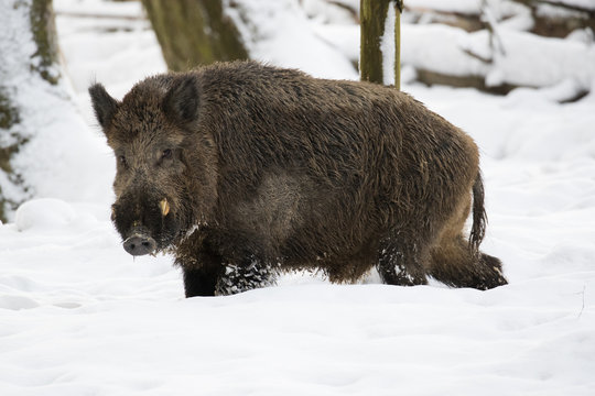 Ein Keiler im verschneiten Wald in der Seitenansicht