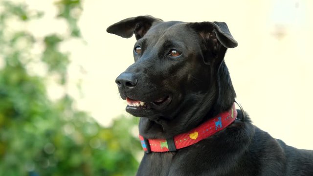 close up a Asian black dag sitting and yawn , 4k resolution