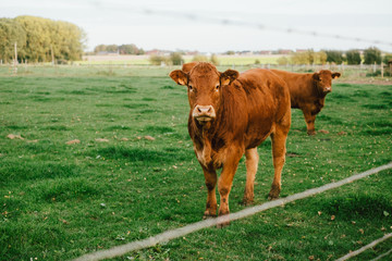 Vache limousin qui regarde face à la caméra dans un champs