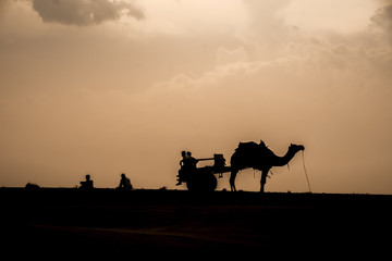 Camel Caravan Resting in the Desert in Rajasthan, India