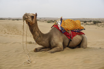 Camel in the desert in Rajasthan, India