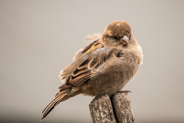 Common house sparrow bird female perched on tree branch. Isolated background. Close up wild animals.