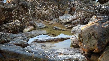 Stone reef beach with barnacle background.