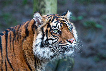 A Sumatran tiger (Panthera tigris sumatrae) looks into the distance.