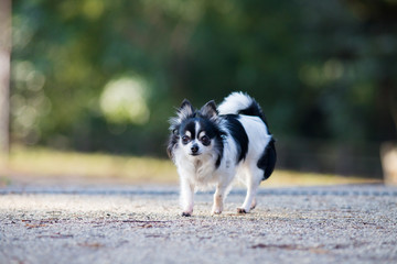 公園にいる可愛いチワワ
