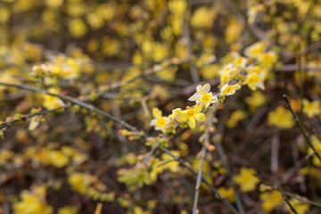 京都ぶらり、春の花、水仙、沈丁花、桜草