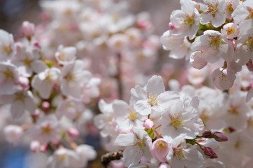 Fototapeta na wymiar Cherry Blossoms: in full bloom