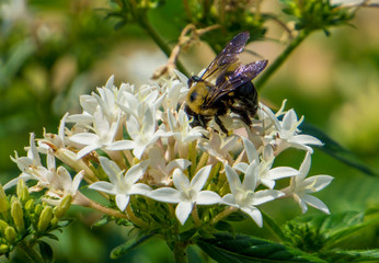 bee on flower
