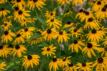 Fototapeta na wymiar background of yellow flowers