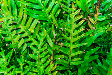 Green fern plant close up detail