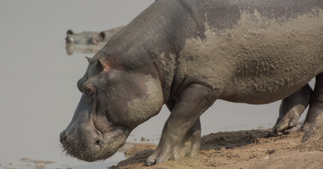 Fototapeta premium Flusspferd in der Savanne vom in Simbabwe, Südafrika 