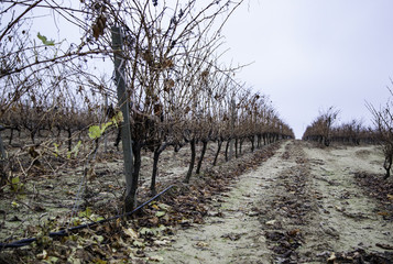 Fields of vineyards in a cellar