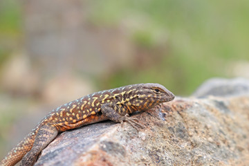 Side-blotched Lizard (Uta stansburiana)
