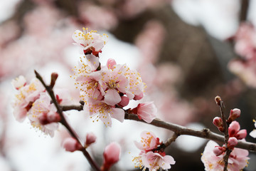京都ぶらり、花曇りの中、梅満開