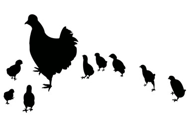 Fototapeta premium chickens silhouette vector