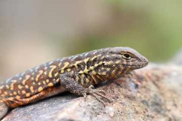 Side-blotched Lizard (Uta stansburiana)