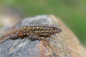 Side-blotched Lizard (Uta stansburiana)