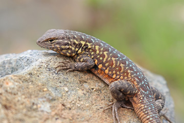 Side-blotched Lizard (Uta stansburiana)