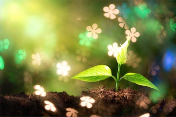 Growth of new life on  background