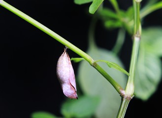 Photo Macro of Hanging Pinky Cocoon at green branch, at black background