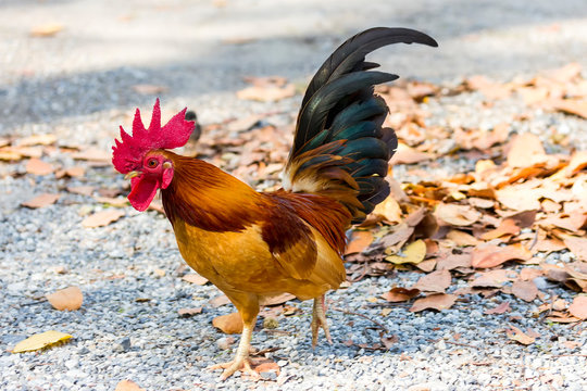 Beautiful and healthy cock standing on ground