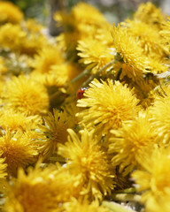 bee on yellow flower