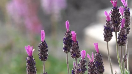 lavender in the nature