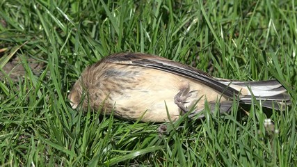 dead bird lying on meadow