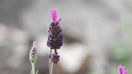 bumble bee on lavender in the nature