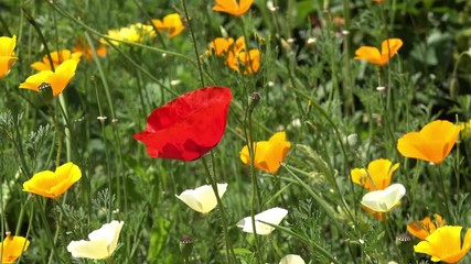summer flowers in the nature