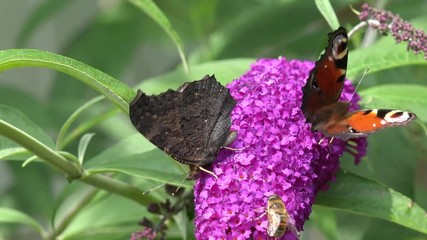 Butterfly European Peacock on purple Flower