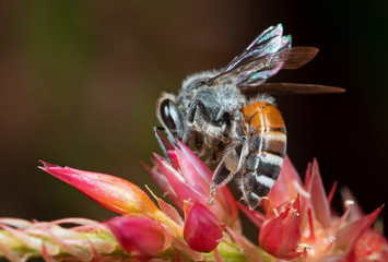 Macro Photo of Honey Bee Collecting Nectar from Flower, Selective Focus