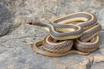 Obraz premium Coast Patch-nosed Snake (Salvadora hexalepis virgultea)