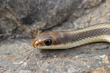 Fototapeta premium Coast Patch-nosed Snake (Salvadora hexalepis virgultea)