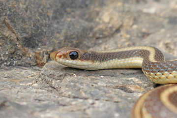 Coast Patch-nosed Snake (Salvadora hexalepis virgultea)