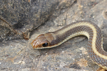 Coast Patch-nosed Snake (Salvadora hexalepis virgultea)