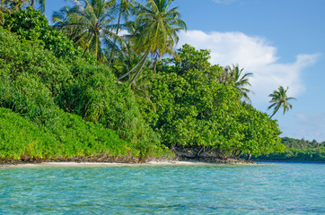 Landscape tropical trees against the background of turquoise water of the ocean