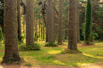Redwoods Forest dog park - Rotorua, New Zealand