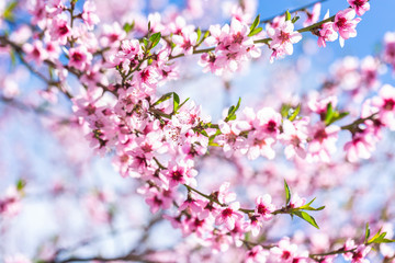 Beautiful blooming peach trees in spring on a Sunny day. Soft focus, natural blur