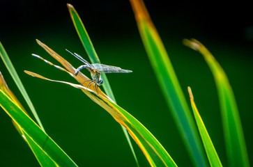 dragonfly on green grass