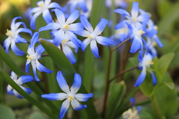 Fototapeta na wymiar blue spring flower
