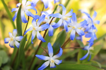 blue spring flower